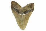 Fossil Megalodon Tooth - North Carolina #328238-1